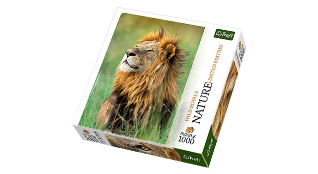 Lion, Kenya