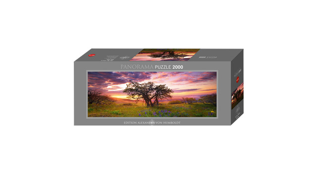 Oak Tree