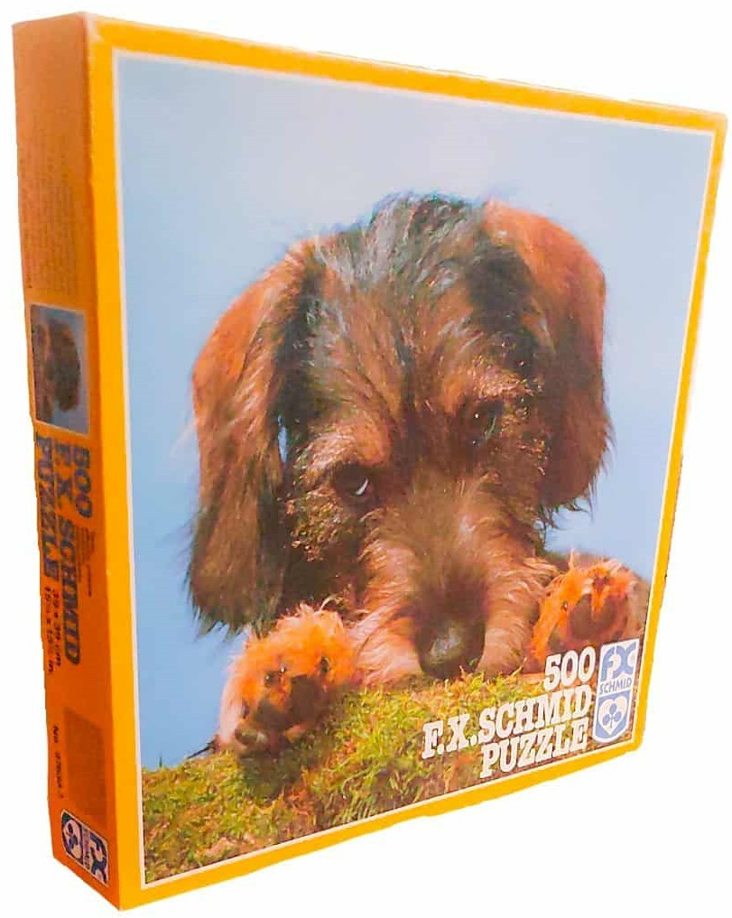 Wire-haired dachshund
